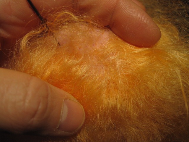 [doll%2520hair%2520003%255B3%255D.jpg]