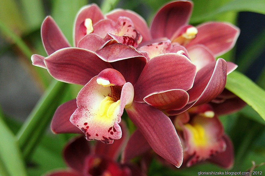 [Gl%25C3%25B3ria%2520Ishizaka%2520-%2520orquideas%25202012%25204%255B1%255D.jpg]