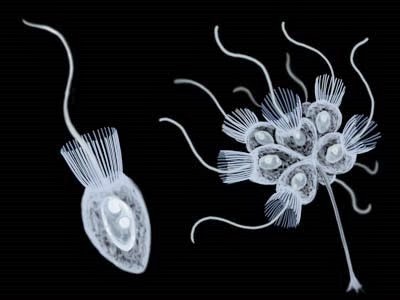 [choanoflagellate%255B4%255D.jpg]