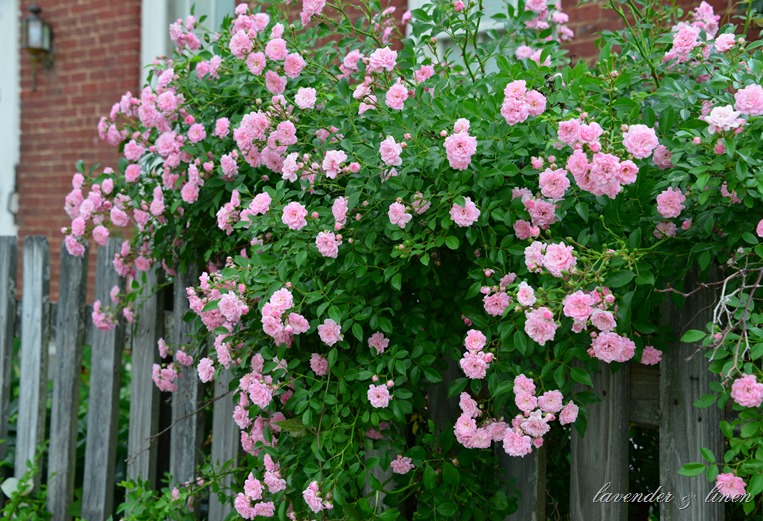 DSC_3495 DSC_3495