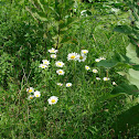 Oxeye Daisy