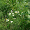 Oxeye Daisy