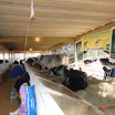 superleite2011_dia1507_49.JPG