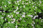 Cymbalaria 'Alba Compacta' OR Kenilworth Ivy is actually native to Europe's Mediterranean region.  It will also do well on the path.