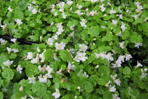Cymbalaria 'Alba Compacta' OR Kenilworth Ivy is actually native to Europe's Mediterranean region.  It will also do well on the path.