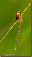 Bluet _DSC6097Macro-Damsel-Dragon-Flowers-Butterfly-scenic NIKON D300 June 16, 2010