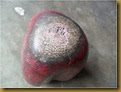 Fosil belimbing - atas Fosil belimbing - atas
