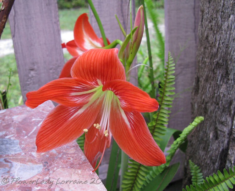 [03-08-lily%255B3%255D.jpg]