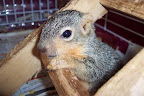 It is illegal to place these traps where 'non-target' wildlife like squirrels, birds, lizards and chipmunks can be harmed by them. It is illegal to place these traps where 'non-target' wildlife like squirrels, birds, lizards and chipmunks can be harmed by them.