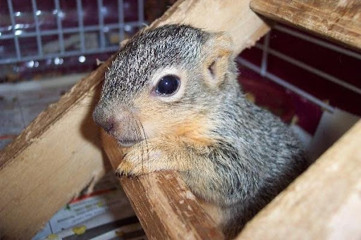 It is illegal to place these traps where 'non-target' wildlife like squirrels, birds, lizards and chipmunks can be harmed by them. It is illegal to place these traps where 'non-target' wildlife like squirrels, birds, lizards and chipmunks can be harmed by them.