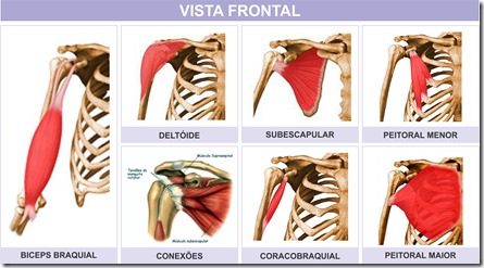 Ombro Musculos Vista frontal