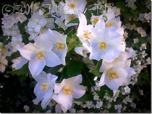 As flores do jardim As flores do jardim