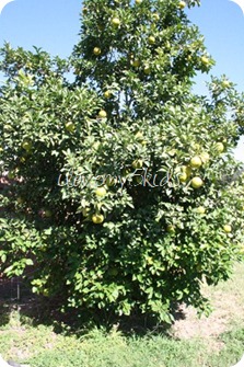 Orange Tree