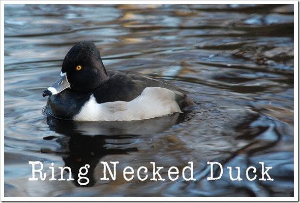 Ring-Necked Duck 2