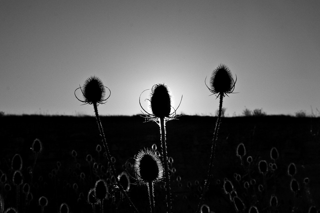 [The-Teasles-2%255B3%255D.jpg]