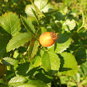 Rosehip