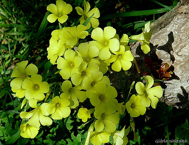 flor de trevo - Gloria Ishizaka