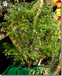 Tulasi plant