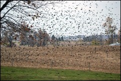 bye bye birdies bye bye birdies