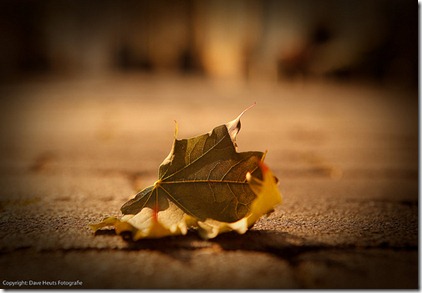 flicrcc_folha no chão