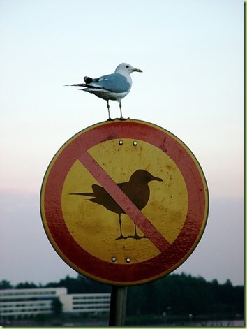 irony-bird1