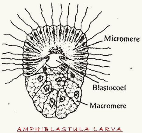 Amphiblastul-larva-porifera