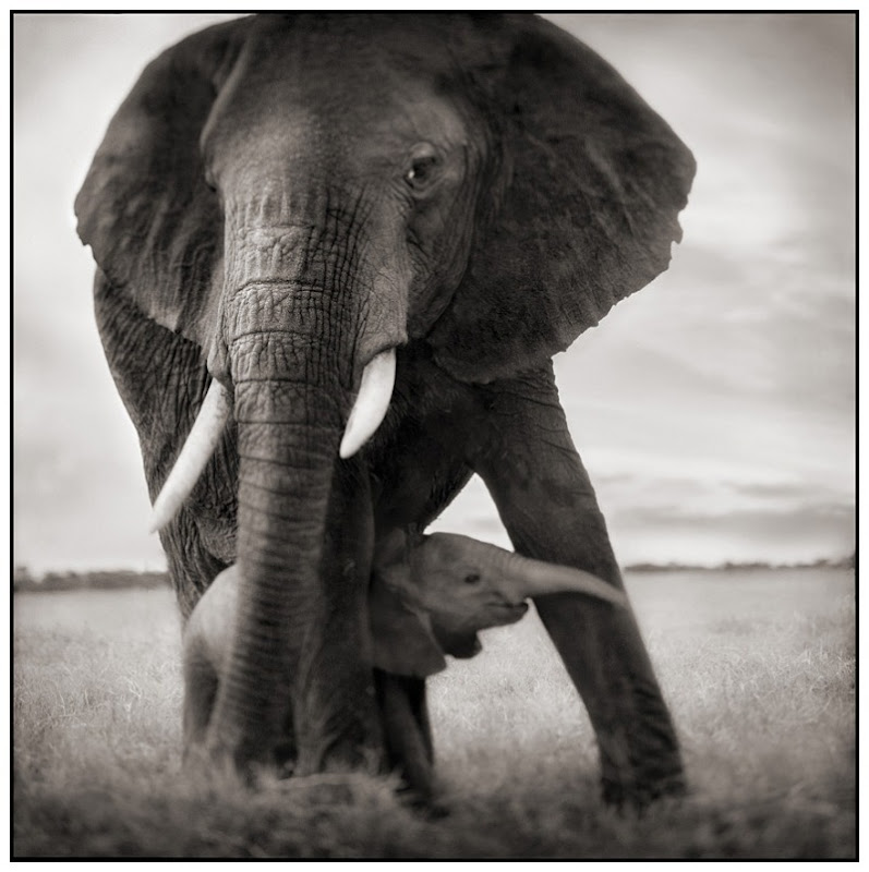 32 Elephant Mother & Baby Holding Leg