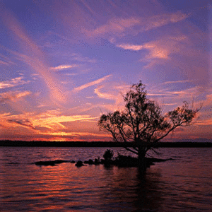 [300px-Rivertree_thirds_md3.gif]