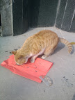 IMG_20120209_103445.jpg
