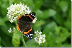 Red Admiral