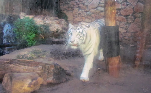 i tigr vhaifskom zooparke.jpg