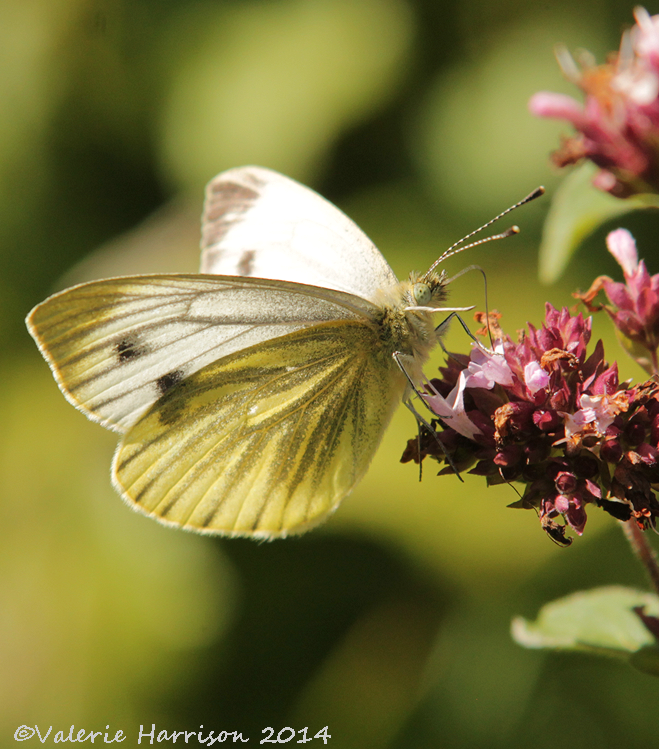 [Green-veined-White-2%255B2%255D.png]