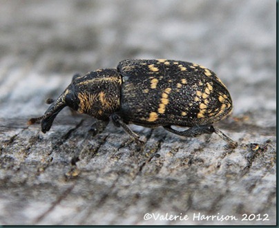 pine-weevil-Hylobius-abietis