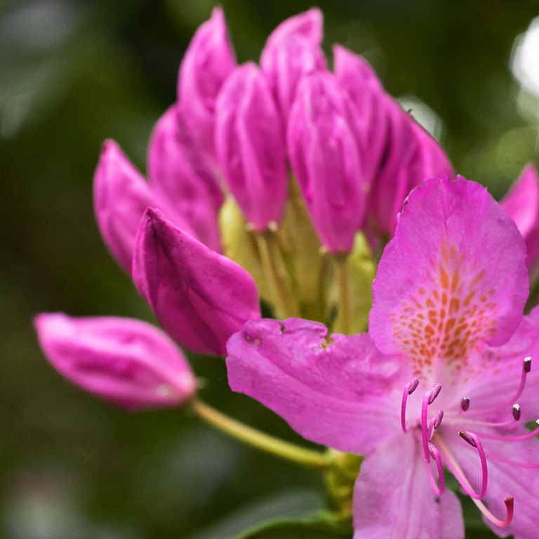 [Rhododendron-2%255B4%255D.jpg]
