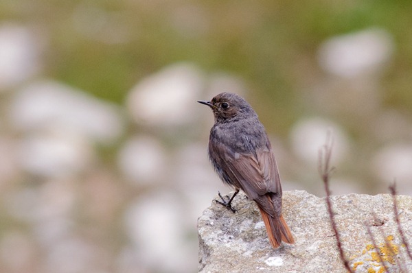 Black Redstart Black Redstart