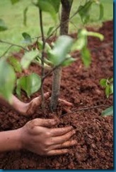 hands planting - touch