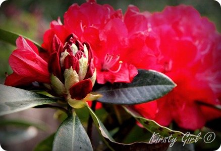 IMG_2356 IMG_2356