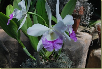 919 - Orchides