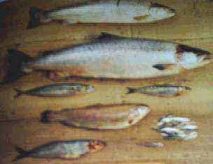 clip_image002