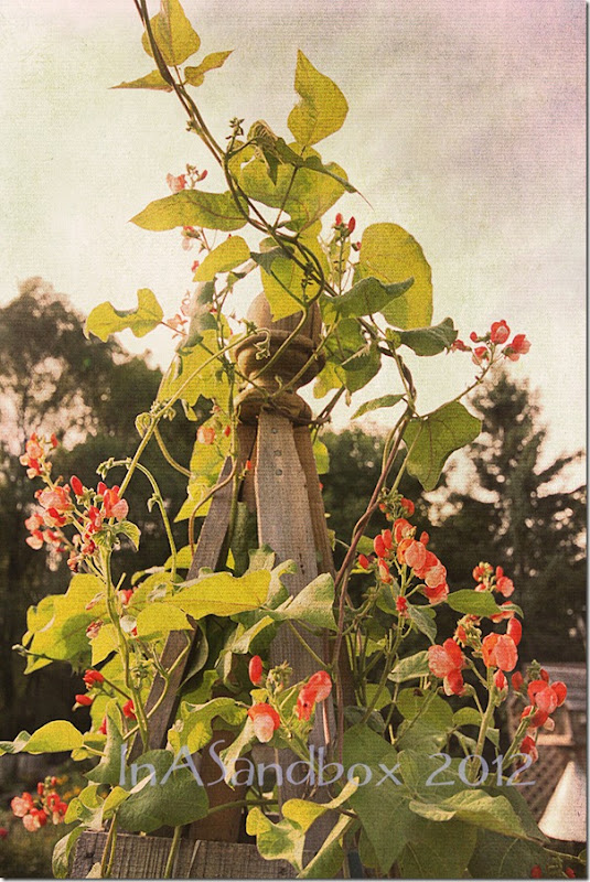Scarlet Runner beans on obilisk