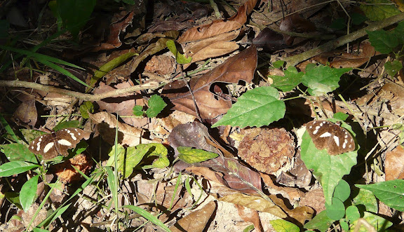 Aterica galene BROWN, 1776, mâles. Bobiri Forest (Ghana), 15 décembre 2009. Photo : J. F. Christensen