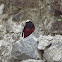White-capped Water redstart