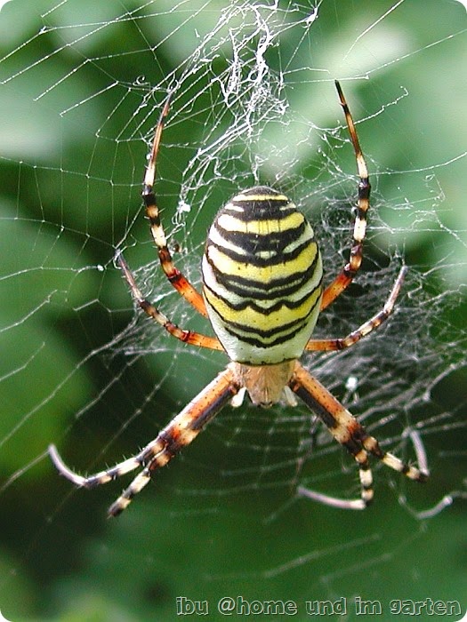 pfuispinne pfuispinne