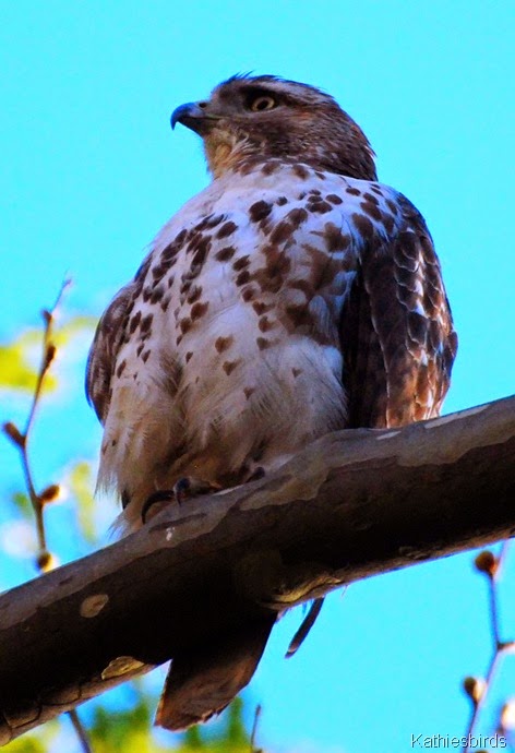 Red-tailed Hawk-kab