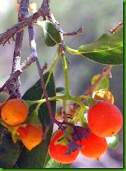 Cordia_sinensis Cordia_sinensis
