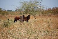 DSC_0029.JPG