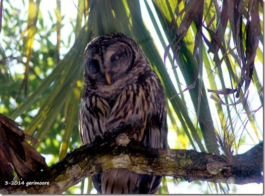 mama myakka owl 005 mama myakka owl 005