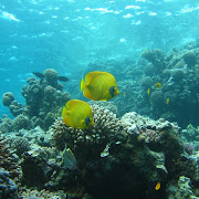 ryby.jpg Sharm el Sheikh - Seascope