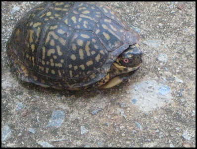 [turtle-3_thumb22.jpg]