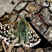 _MG_1434 Spættet Bredpande - Pyrgus malvae.jpg